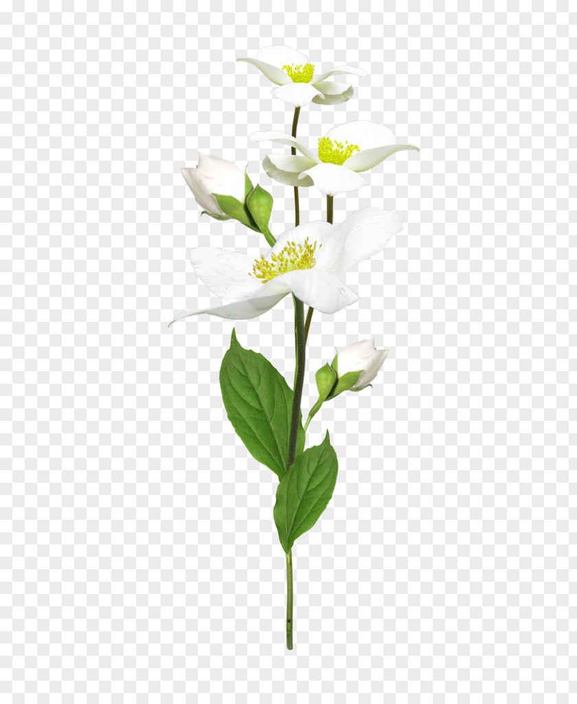 Flower Cut Flowers Flowerpot Artificial Plant Stem PNG