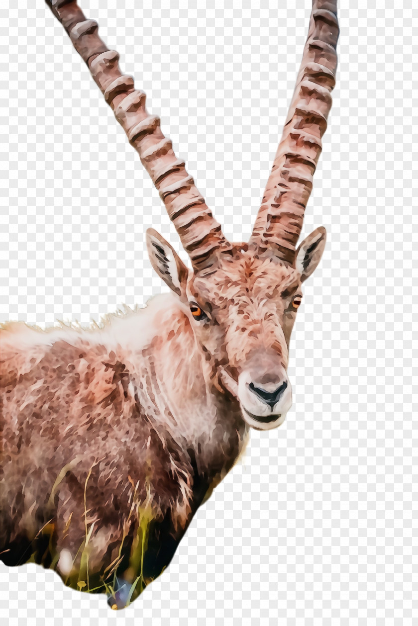 Oryx Hartebeest Antelope Horn Wildlife Waterbuck Cow-goat Family PNG