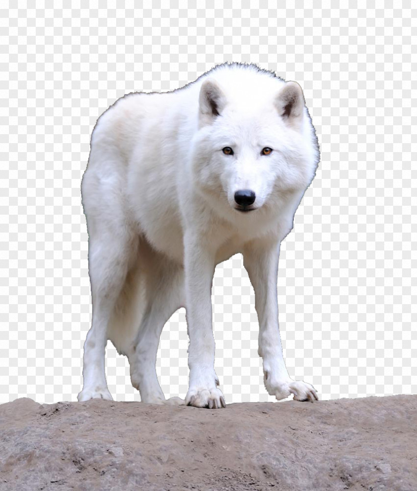 A White Wolf Bingxue Big World Alaskan Tundra Greenland Dog Arctic PNG