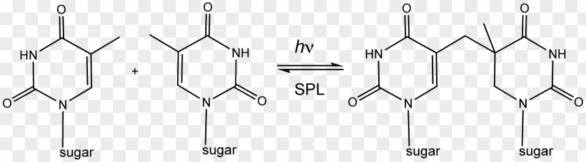 Crosslinking Of DNA Purine Cross-link Schiff Base PNG