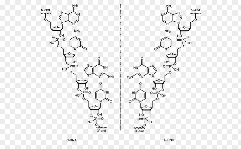 DNA L-Ribonucleic Acid Aptamer RNA PNG