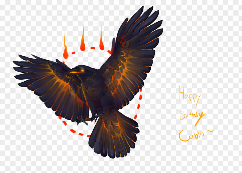 Eagle Bald Hawk Beak PNG