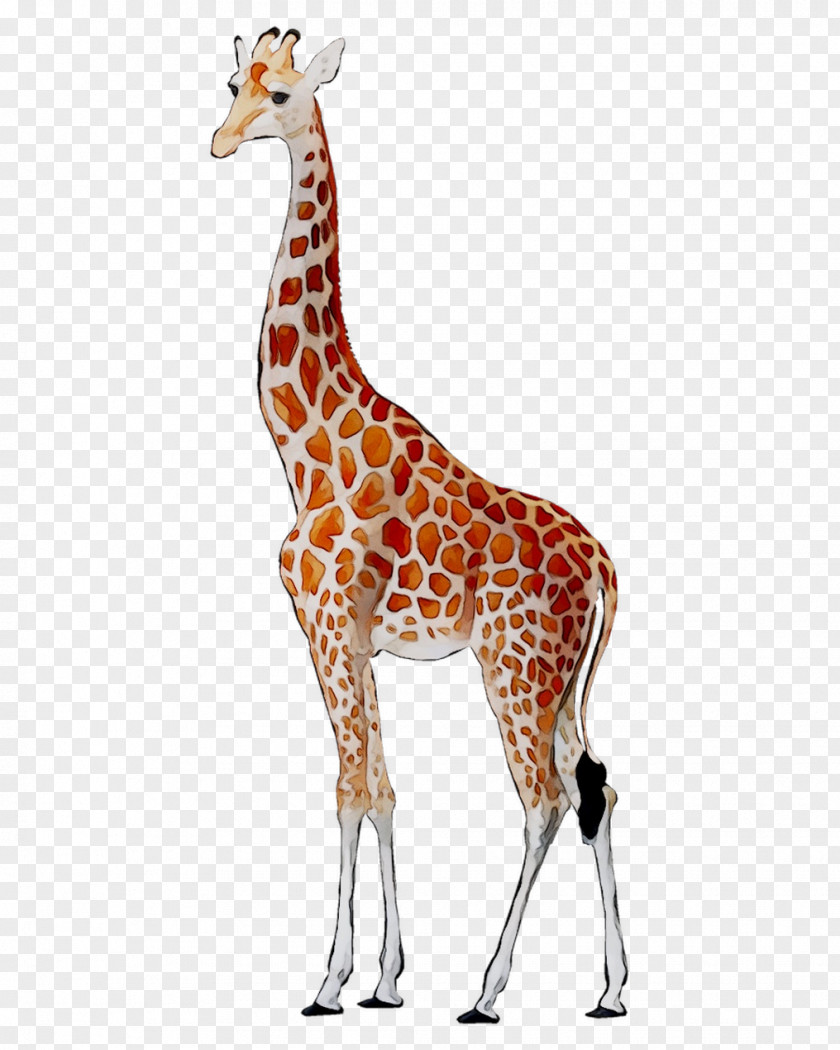 Giraffe Deer Neck Fauna Pattern PNG