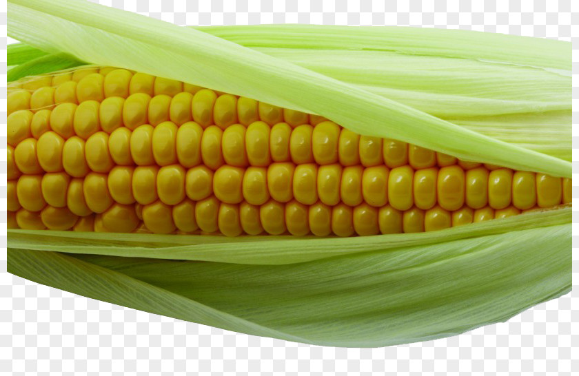 Golden Corn On The Cob Maize Kernel PNG