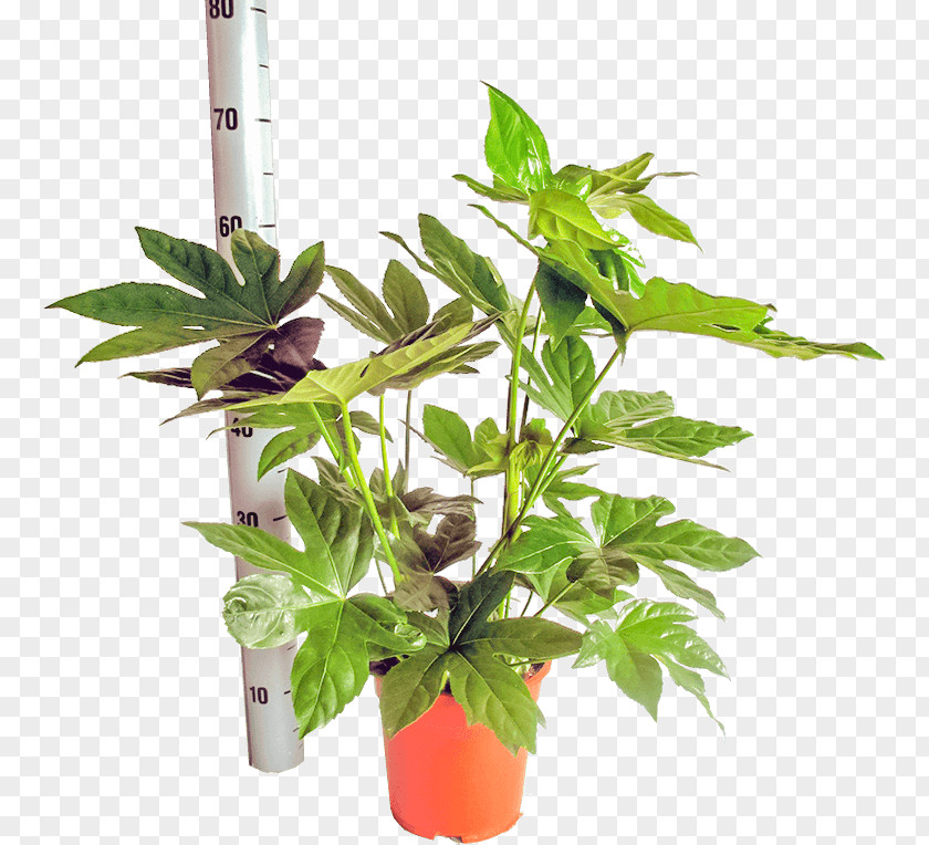 Plant Paperplant Flowerpot Houseplant Dwarf Umbrella Tree PNG