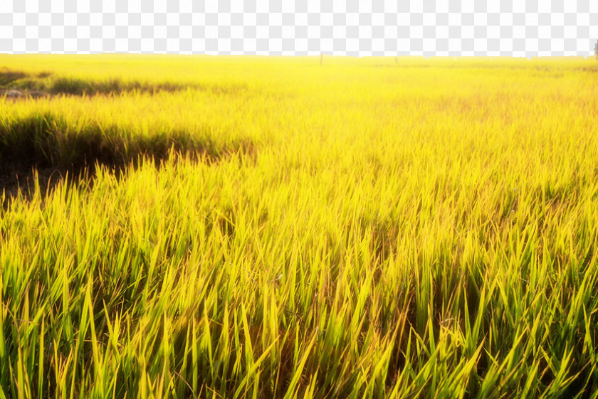 Golden Rice Fields Paddy Field Gold Yellow PNG