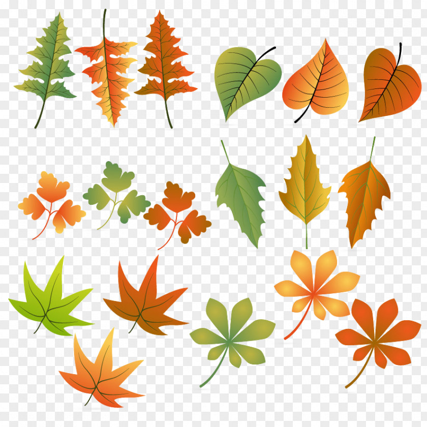 Hand-painted All Kinds Of Leaves PNG all kinds of leaves clipart PNG