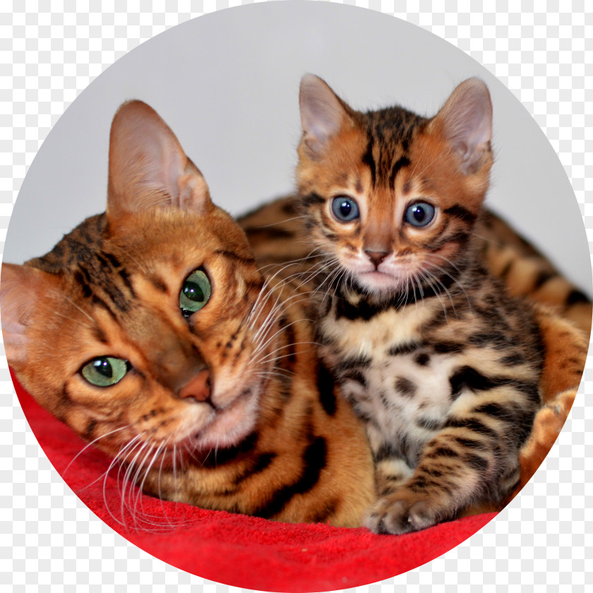 Kitten Toyger Bengal Cat Dragon Li California Spangled Ocicat PNG