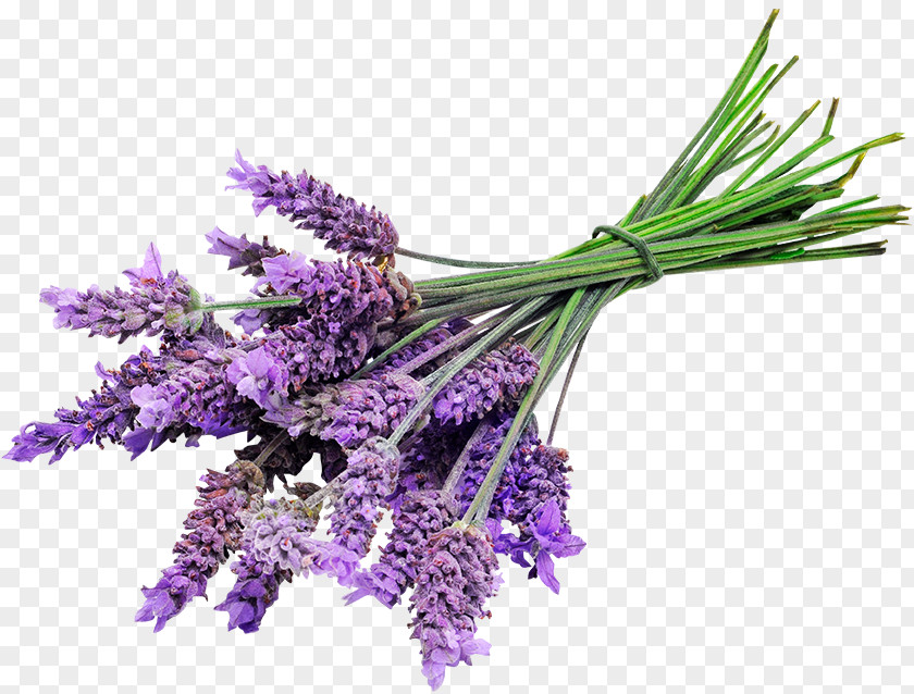 Levender English Lavender Oil Lotion Essential PNG