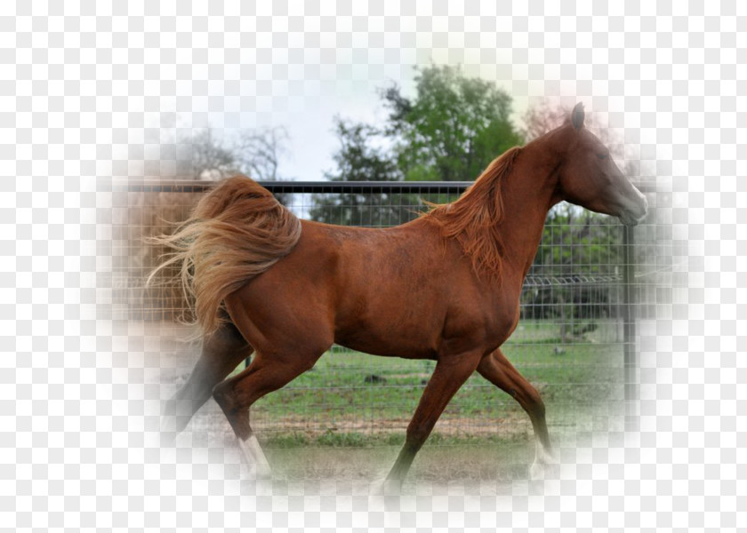 Mustang Mane Stallion Mare Bridle PNG