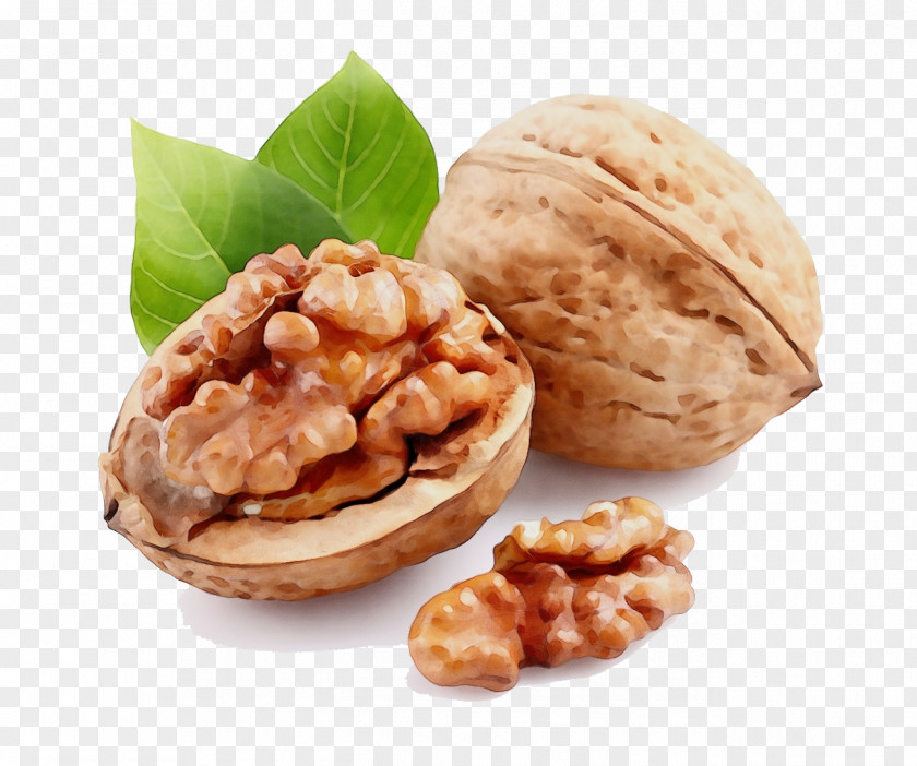 Nuts Seeds Cuisine Tree Watercolor PNG