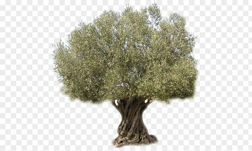 Olive Oil Tree Aceitunas Aliñadas PNG
