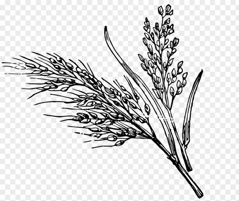 Rice Black And White Wild Clip Art PNG