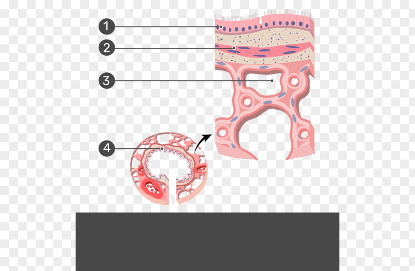 Show Yourself Terminal Bronchiole Anatomy Simple Columnar Epithelium Smooth Muscle Tissue PNG