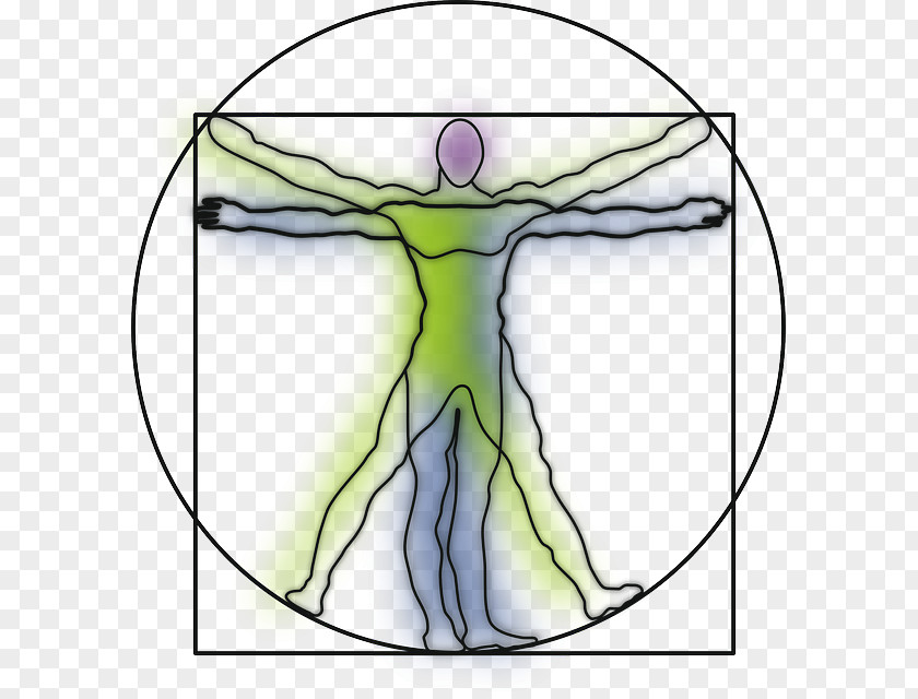 Anatomy Vitruvian Man Drawing Human Body PNG