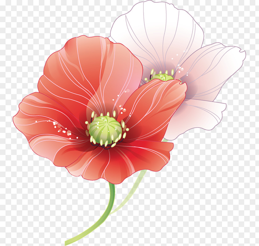 Beautiful Lotus Blog Albom Clip Art PNG