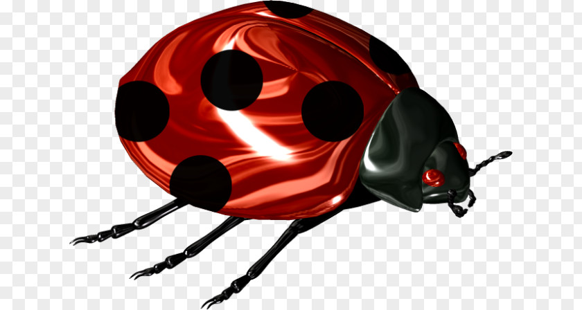 Beetle Ladybird Scarabs Clip Art PNG