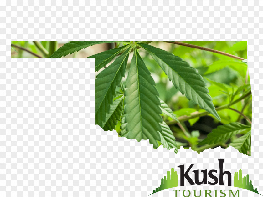 Cannabis In Oklahoma Medical Kush PNG