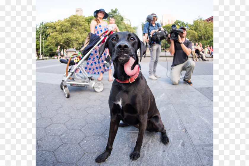 Galeria Melissa Ny Great Dane Cane Corso Dog Breed Sporting Group Walking PNG