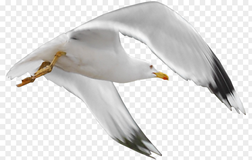 Gull European Herring Great Black-backed Bird Gulls Beak PNG