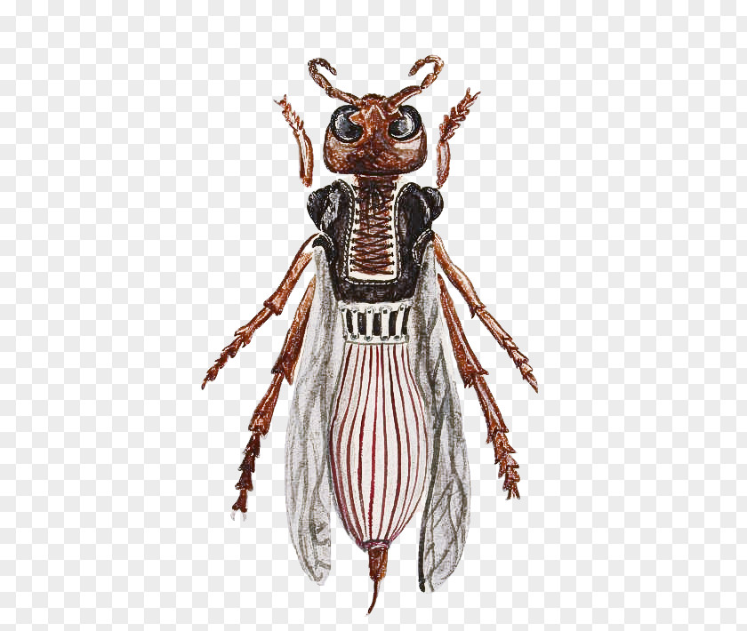 Insect Weevil Costume Design Pollinator Pest PNG
