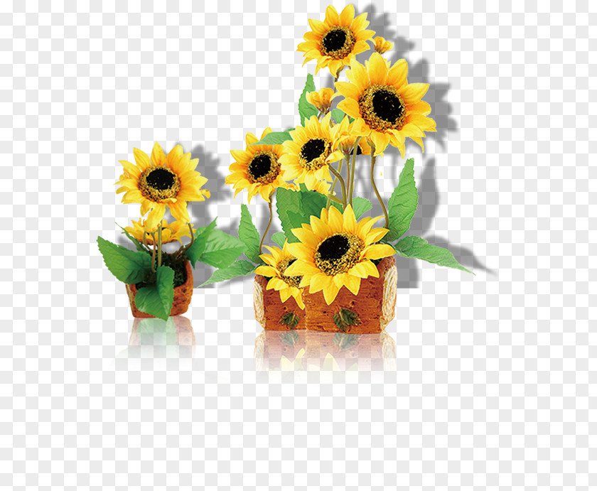 Sunflower, Taobao Creative, Yellow, Flower, Flowers, Trailers Common Sunflower Computer File PNG