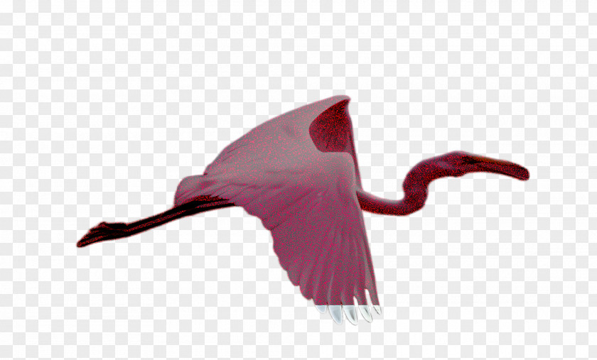 Swan Cranelike Bird Spoonbill Pink Ibis Greater Flamingo PNG