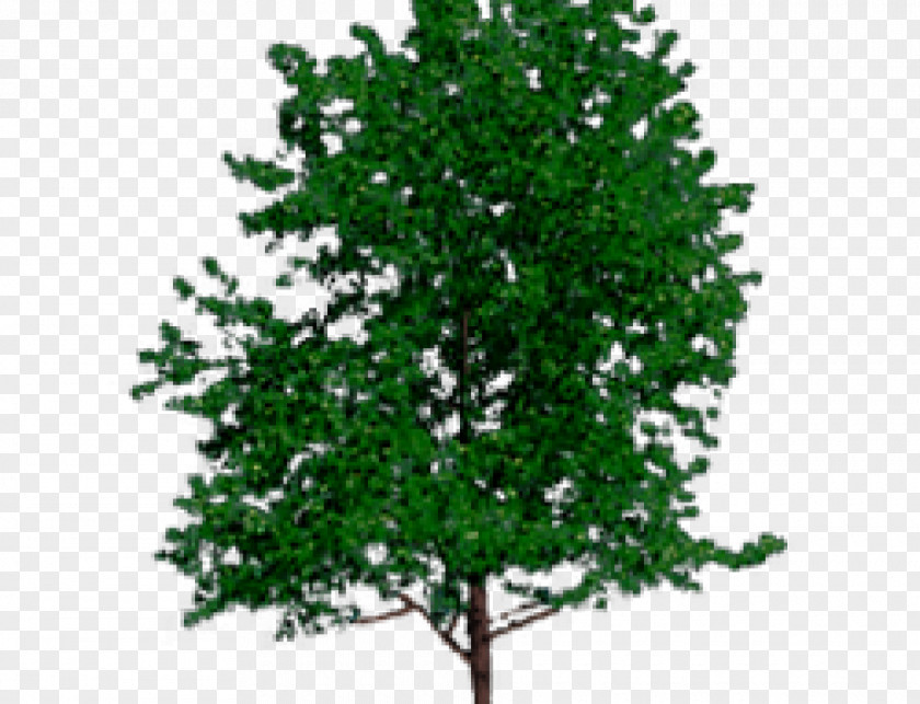 Tree Trunk VRML Wood PNG