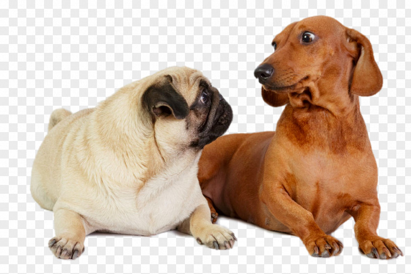 Visit Each Other's Dogs Dachshund Puggle Pomeranian French Bulldog PNG