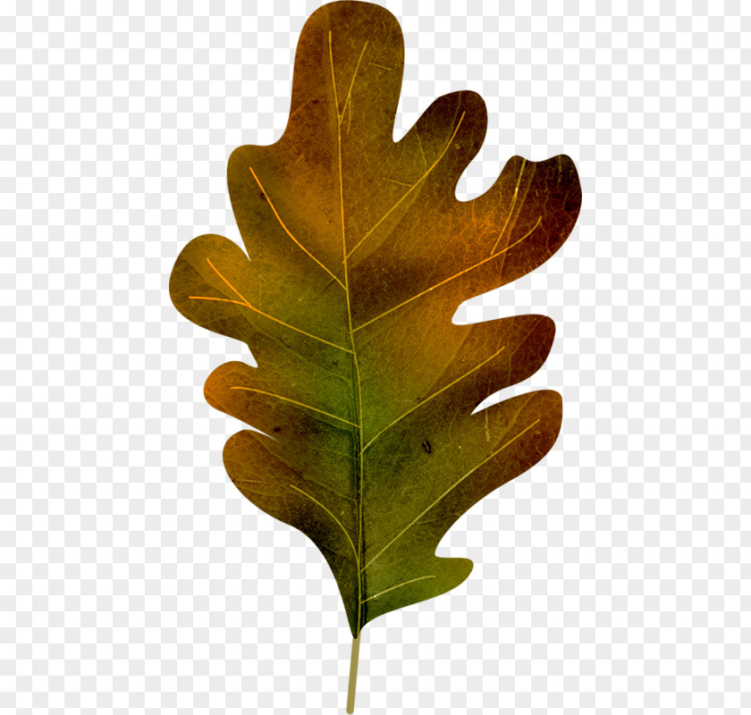 Autumn Car Leaf Oak PNG