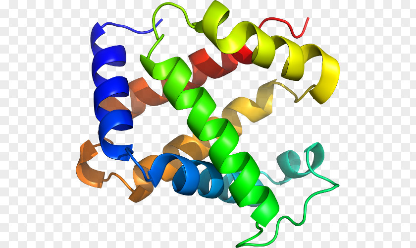 Deoxygenated Hemoglobin Molecule Clip Art Organism Product Line PNG