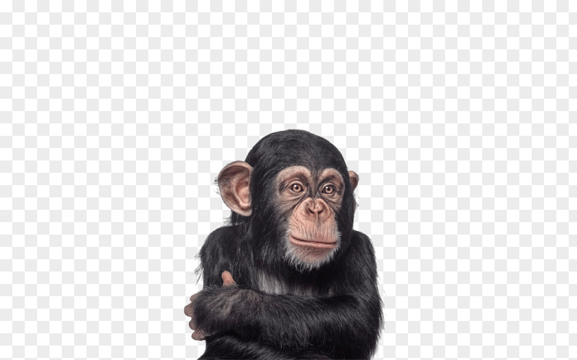 Gorilla Baby Chimpanzee Primate Monkey PNG