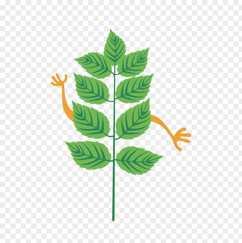 Leaf Plant Stem Line Tree Clip Art PNG