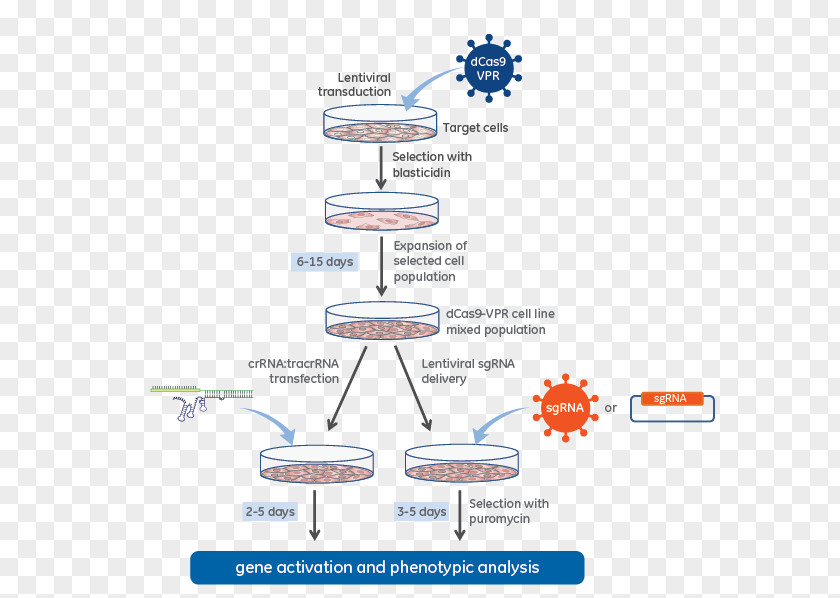 Transactivating Crrna Lentivirus CRISPR DCas9 Activation System Guide RNA PNG