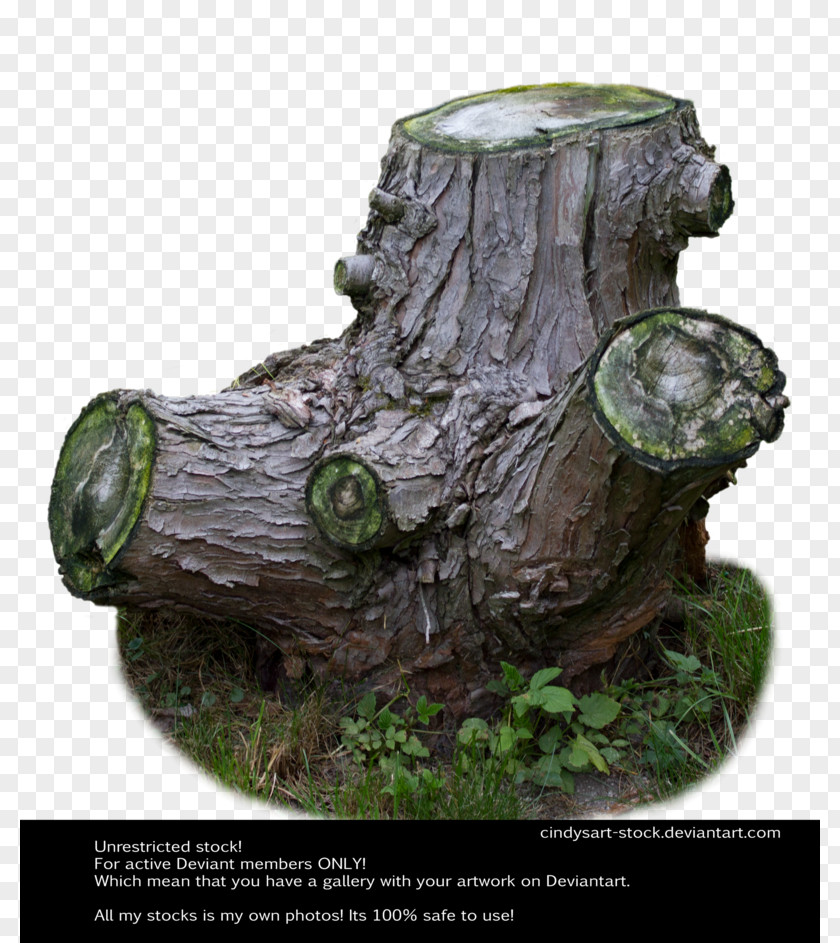 Tree Stump Trunk PNG