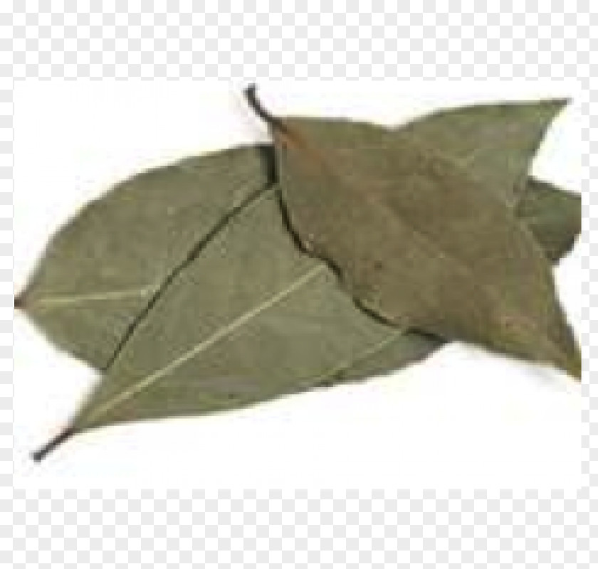 BAY LEAVES Bay Leaf Food Drying Herb Flavor Laurel PNG