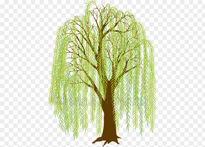 Creeper Hang On Road Floral Weeping Willow Drawing Clip Art Tree Image PNG
