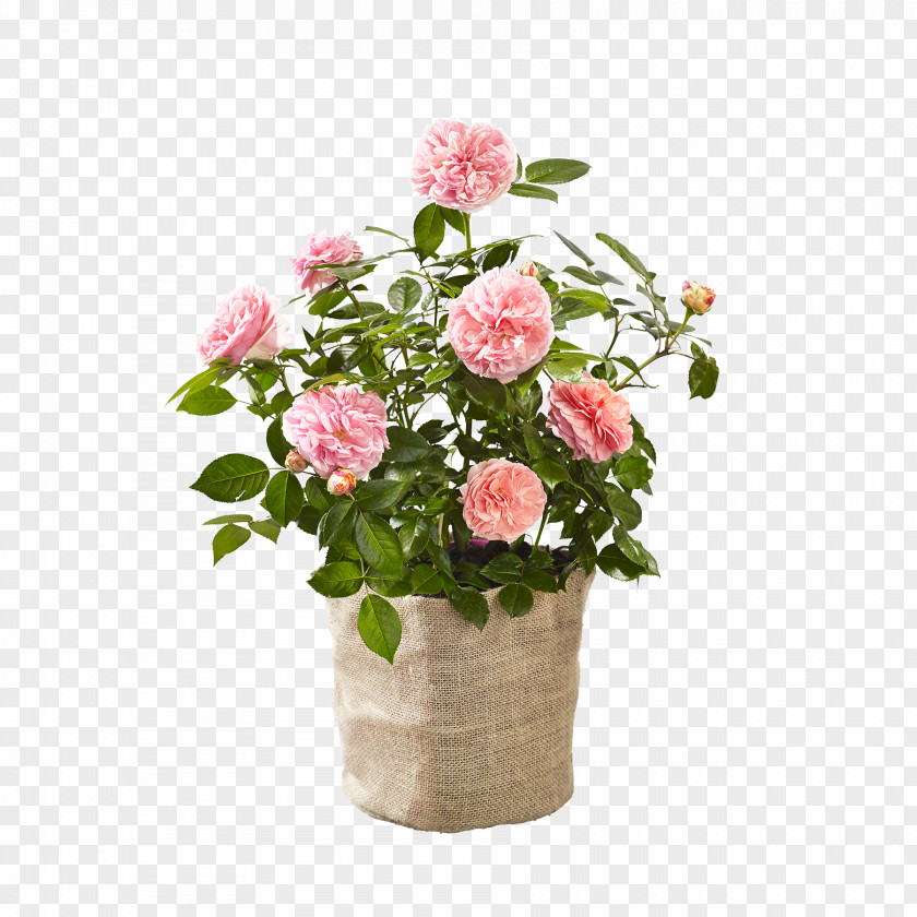 Flower Garden Roses Cabbage Rose Floral Design Cut Flowers Flowerpot PNG