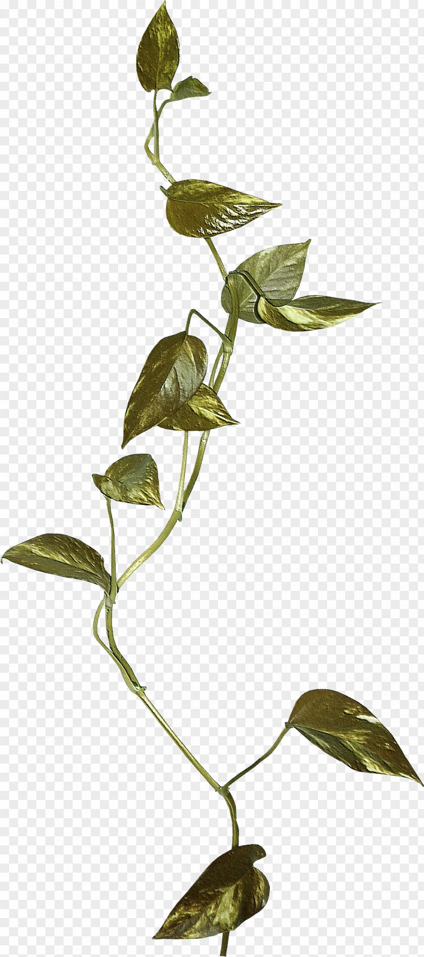 Flower Twig Plant Stem Leaf Spring PNG
