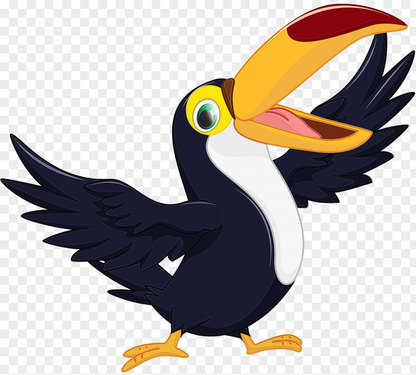 Hornbill Birds Toucans Piciformes Coraciiformes PNG