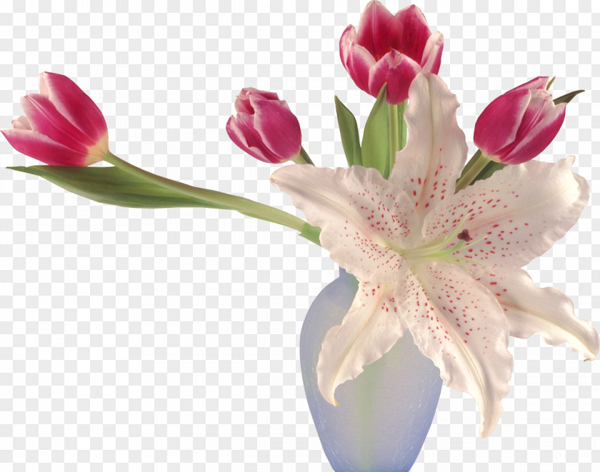 Lily Flower Tulips In A Vase Desktop Wallpaper Lilium PNG