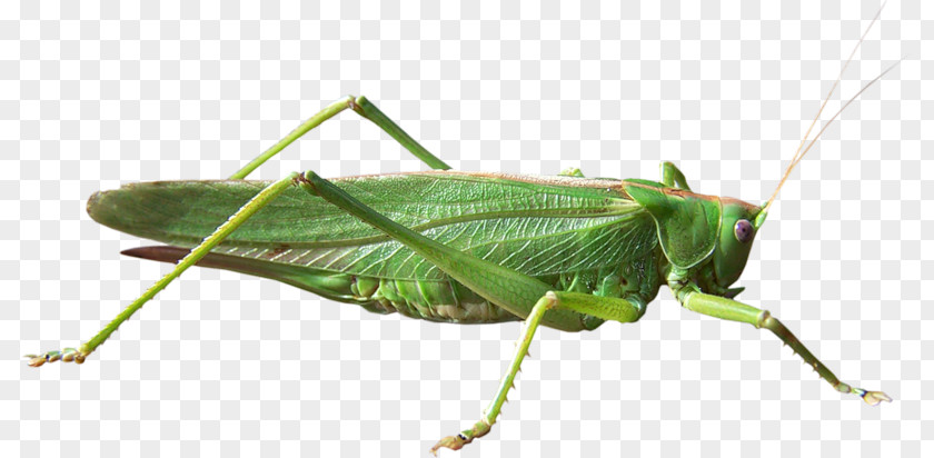 Locust Grasshopper Cricket Clip Art PNG