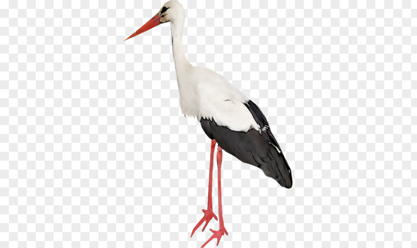 White Stork Bird Wader Beak PNG