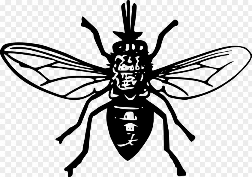 Bumblebee Line Art Cartoon Bee PNG