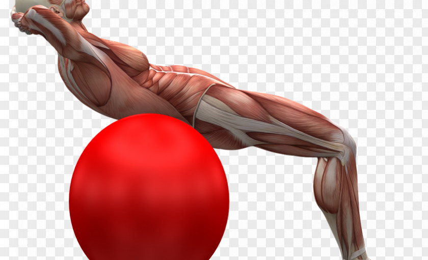 Hand Muscle Human Back Exercise Balls PNG