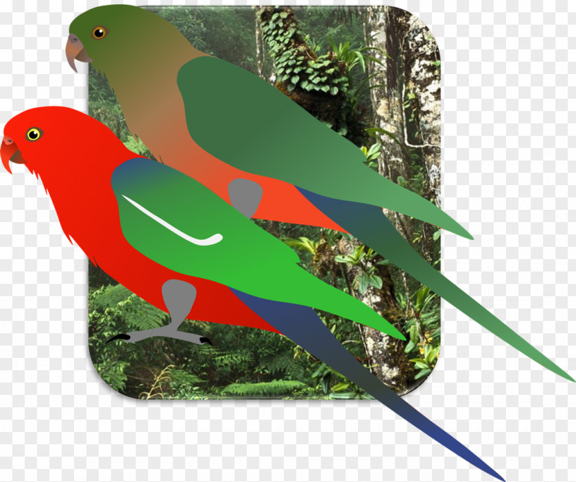 King Parrot Lovebird Macaw Loriini Parakeet Borneo Lowland Rain Forest PNG