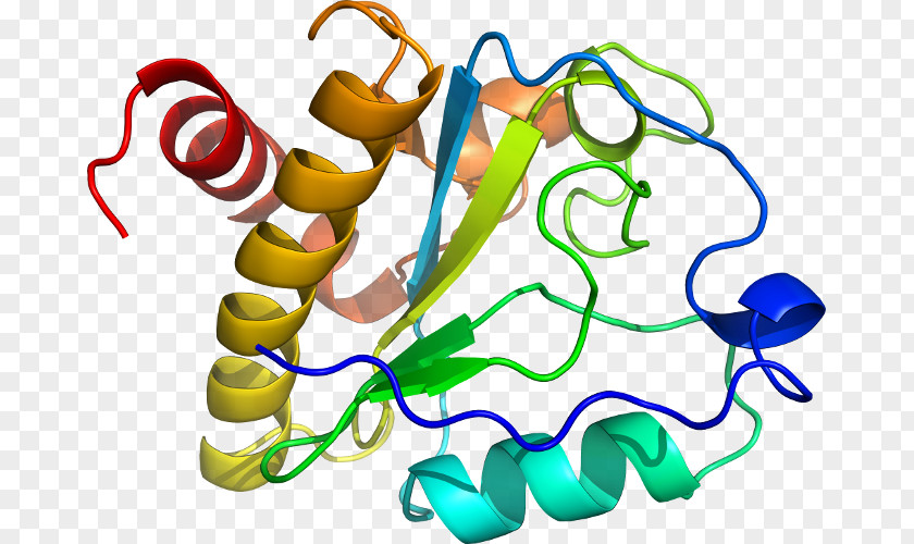 Line Alpha Helix Beta Sheet Clip Art PNG