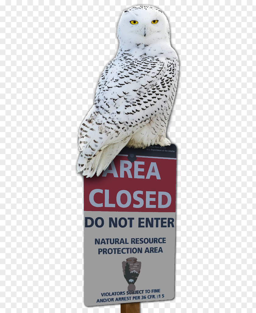 Owl Advertising Beak PNG