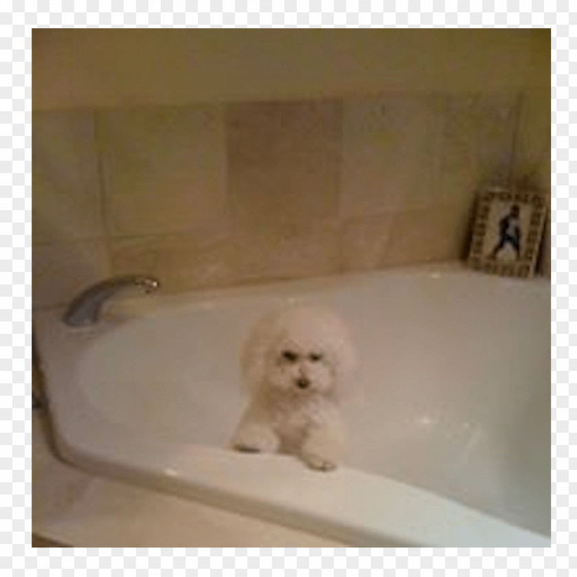 Puppy Maltese Dog Bichon Frise Breed PNG