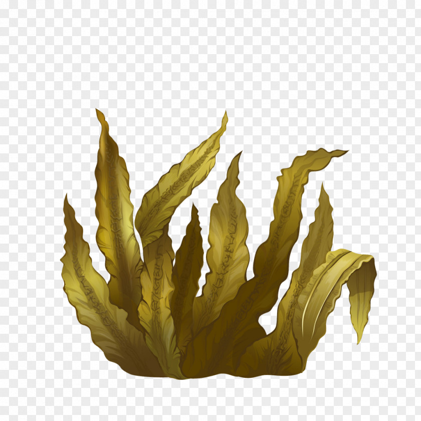 Sea Kelp Seaweed Algae Deep-sea Tangles PNG